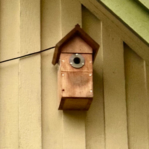 Melanie's Nest Box Live camera