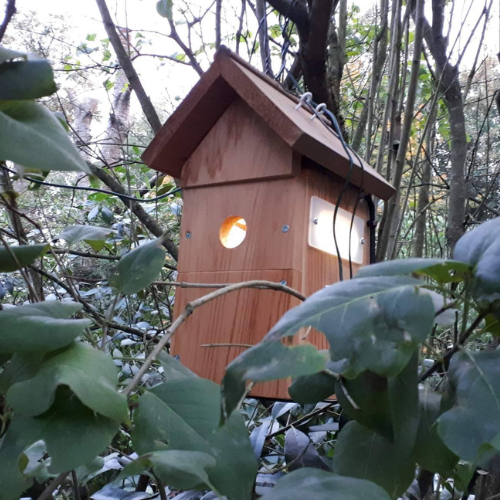 Michaela's Nest Box Live camera