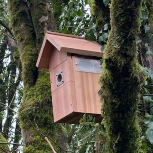 Kate's Nest Box Live camera
